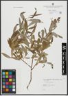 Foto von Salix alba L.